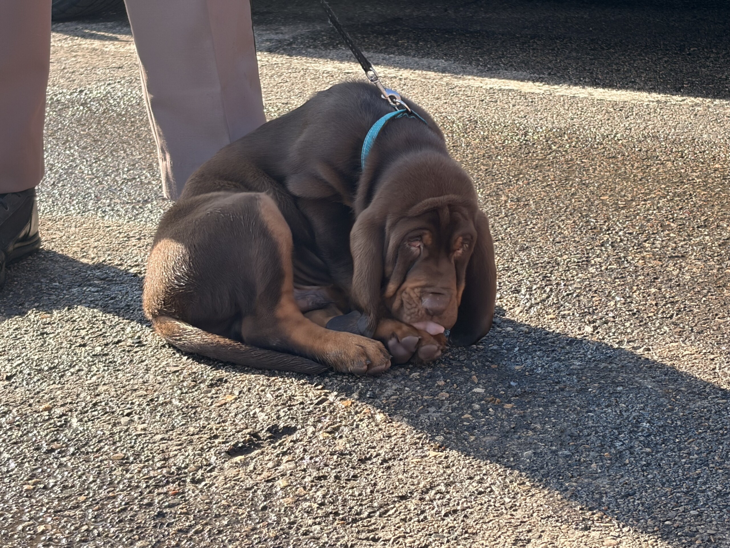 North Dakota Highway Patrol welcomes K-9 Beau to Fargo